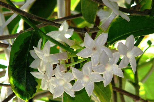 Outdoor Plants for Terraces - Madagascar Jasmine