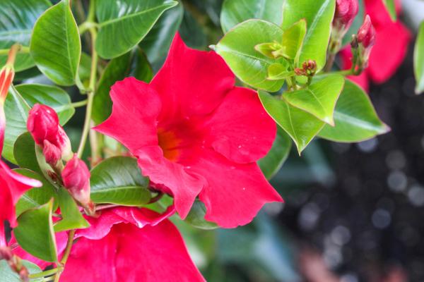 Outdoor Plants for Terraces - Mandevilla