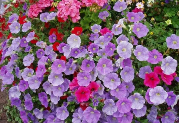 Outdoor Plants for Terraces - Petunia