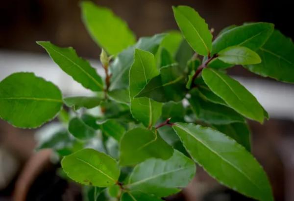 Outdoor Plants for Terraces - Bay Laurel