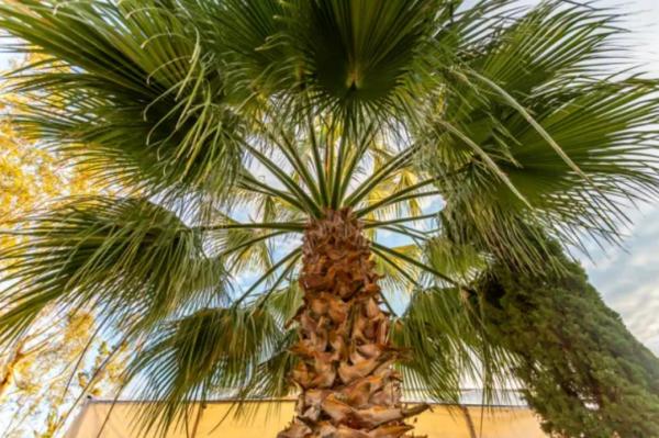 Outdoor Plants for Terraces - Outdoor Palm