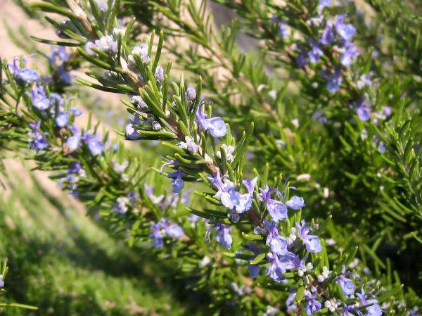 Outdoor Plants for Terraces - Rosemary