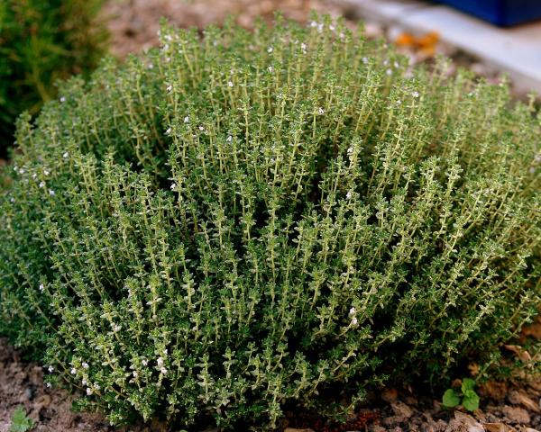 Outdoor Plants for Terraces - Thyme