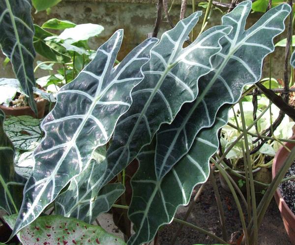 Alocasia Amazonica