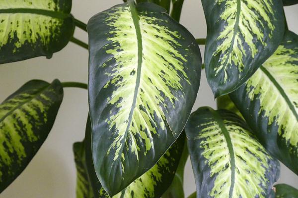 Dieffenbachia Amoena