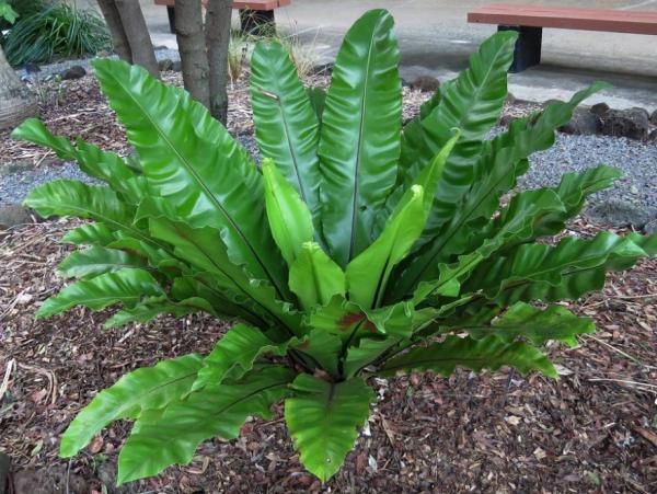 Asplenium Nidus