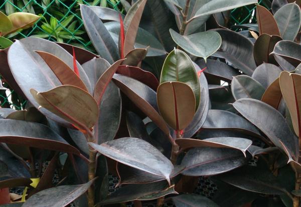 Ficus Elastica