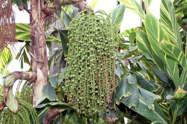 Caryota Mitis