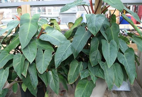 Philodendron Erubescens