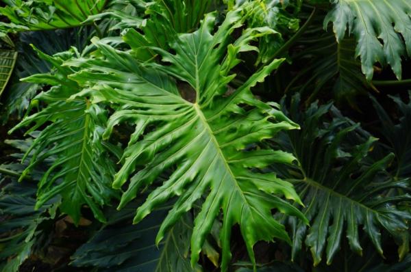 Philodendron Bipinnatifidum