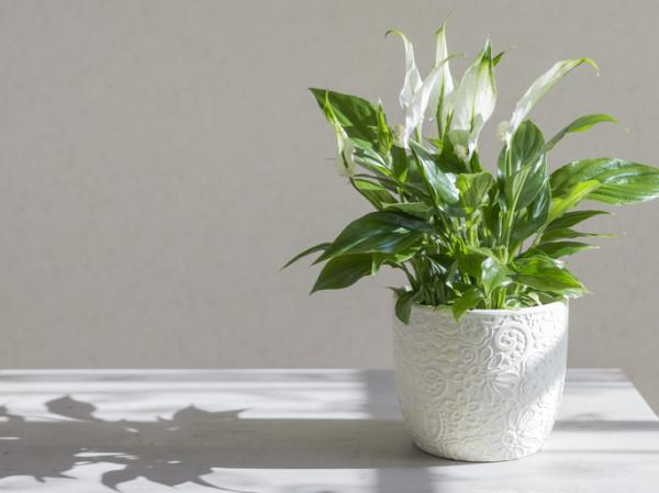 20 Plants That Absorb Humidity for a Fresher Home