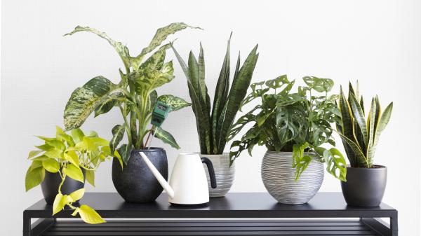 25 Hardy and Long-lasting Indoor Plants for Your Home