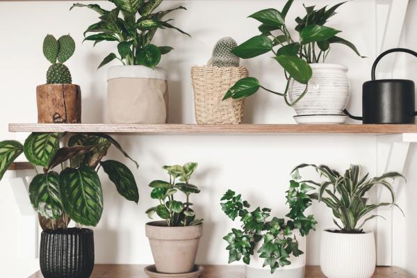 25 Low-Light Indoor Plants That Thrive in Shade