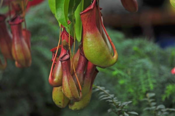 9 Types of Carnivorous Plants: Names, Images, and Care Tips