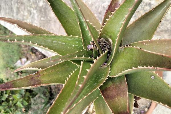 Aloe vera: enfermedades, plagas y soluciones