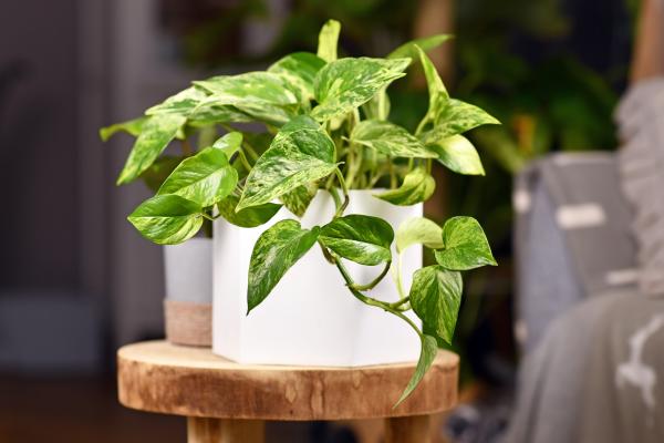 Potus or Pothos: Care Tips