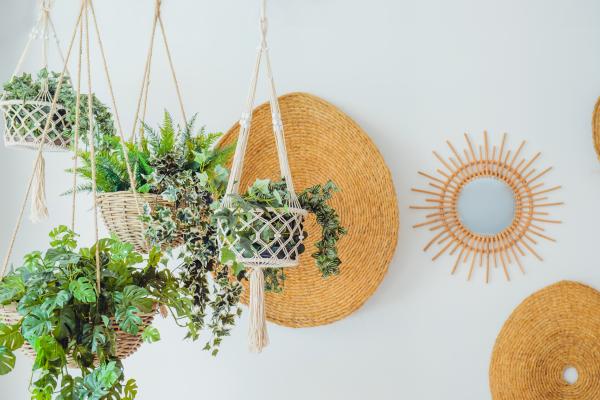 Complete Guide to 7 Aesthetic Plants for Your Home