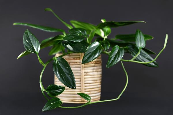 how to propagating monstera standleyena