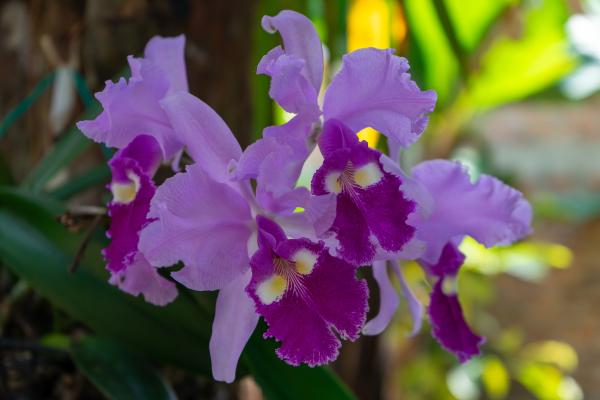 Discover Colombia's National Flower: Why the Orchid Holds This Honor