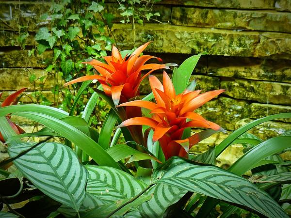 Essential Care Tips for Bromeliad Plants