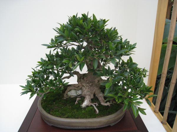 bonsai ficus benjamina care guide