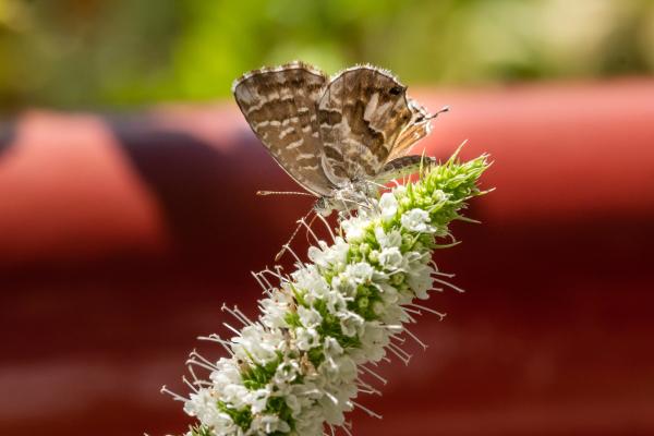 How to Eliminate Geranium Moths