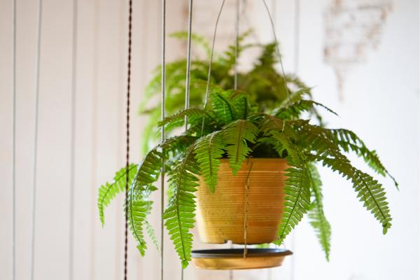 indoor plants