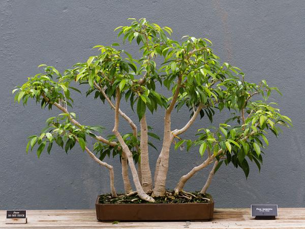 Ficus Benjamina Bonsai Care: Ultimate Guide for Beginners