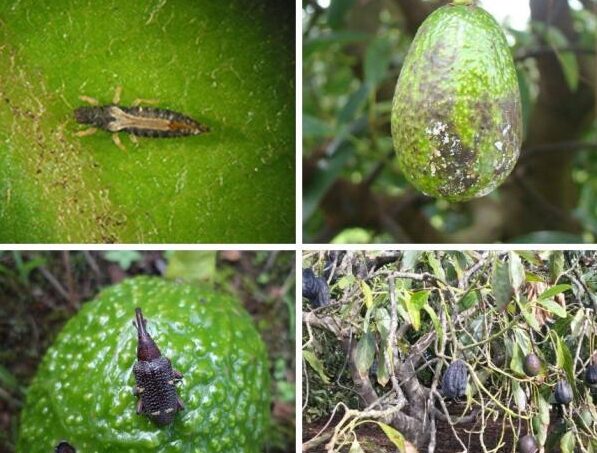 Avocado Pests and Diseases