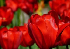 Meaning of Red Tulips