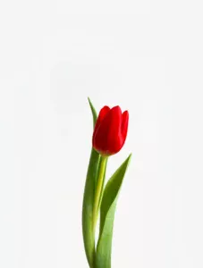 Meaning of Red Tulips: Symbolism and Significance