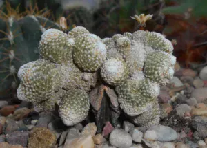 Blossfeldia liliputana the smallest cactus of the world