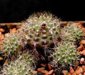 Frailea pumila small cactus