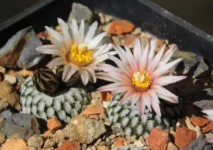 Turbinicarpus Pseudopectinatus