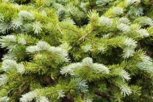 alpine types of fir