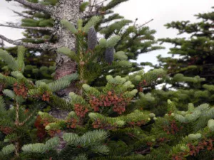 balsam fir types of fir