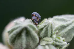 cactus pest and infestation