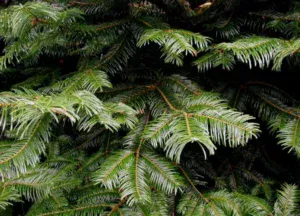 grand fir types of fir