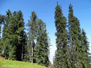 himalayan fir types of fir