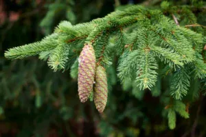 norway spruce types of fir