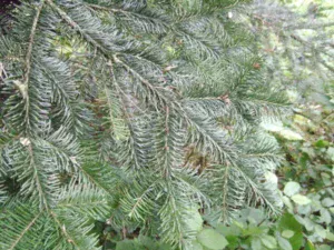 pacific silver fit types of fir