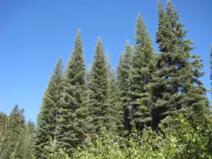 red fir types of fir