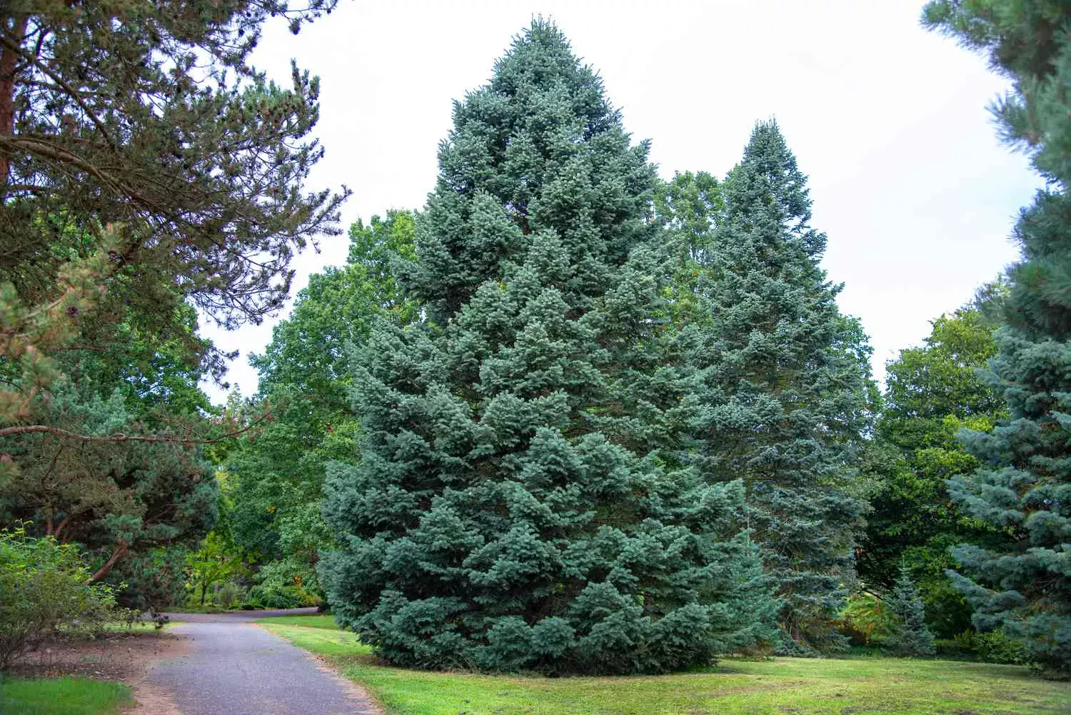 types of fir trees