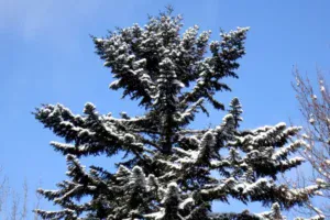 white fir types of fir